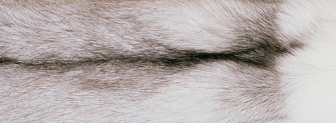 Blanket of fox | Back side of Kashmire | 70x230 cm