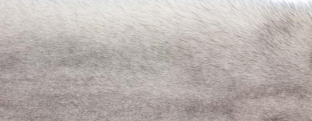 Blanket of fox | Back side of Kashmire | 70x230 cm