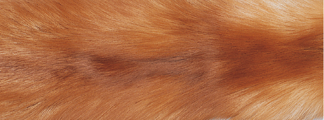 Carpet of Fox | Back of cashmere | 70x230 cm