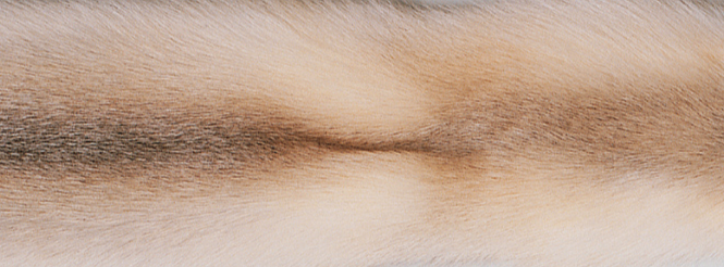 Blanket of fox | Back side of Kashmire | 70x230 cm