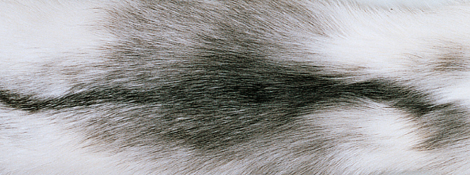 Blanket of fox | Back side of Kashmire | 70x230 cm
