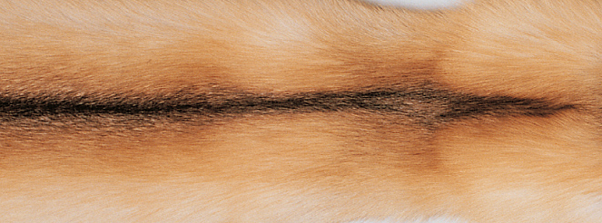 Blanket of fox | Back side of Kashmire | 70x230 cm