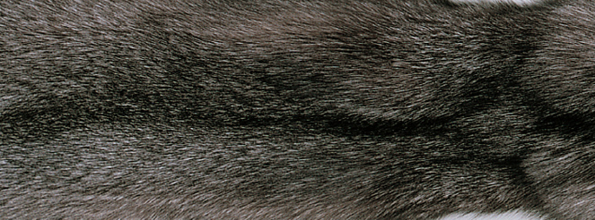 Blanket of fox | Back side of Kashmire | 70x230 cm