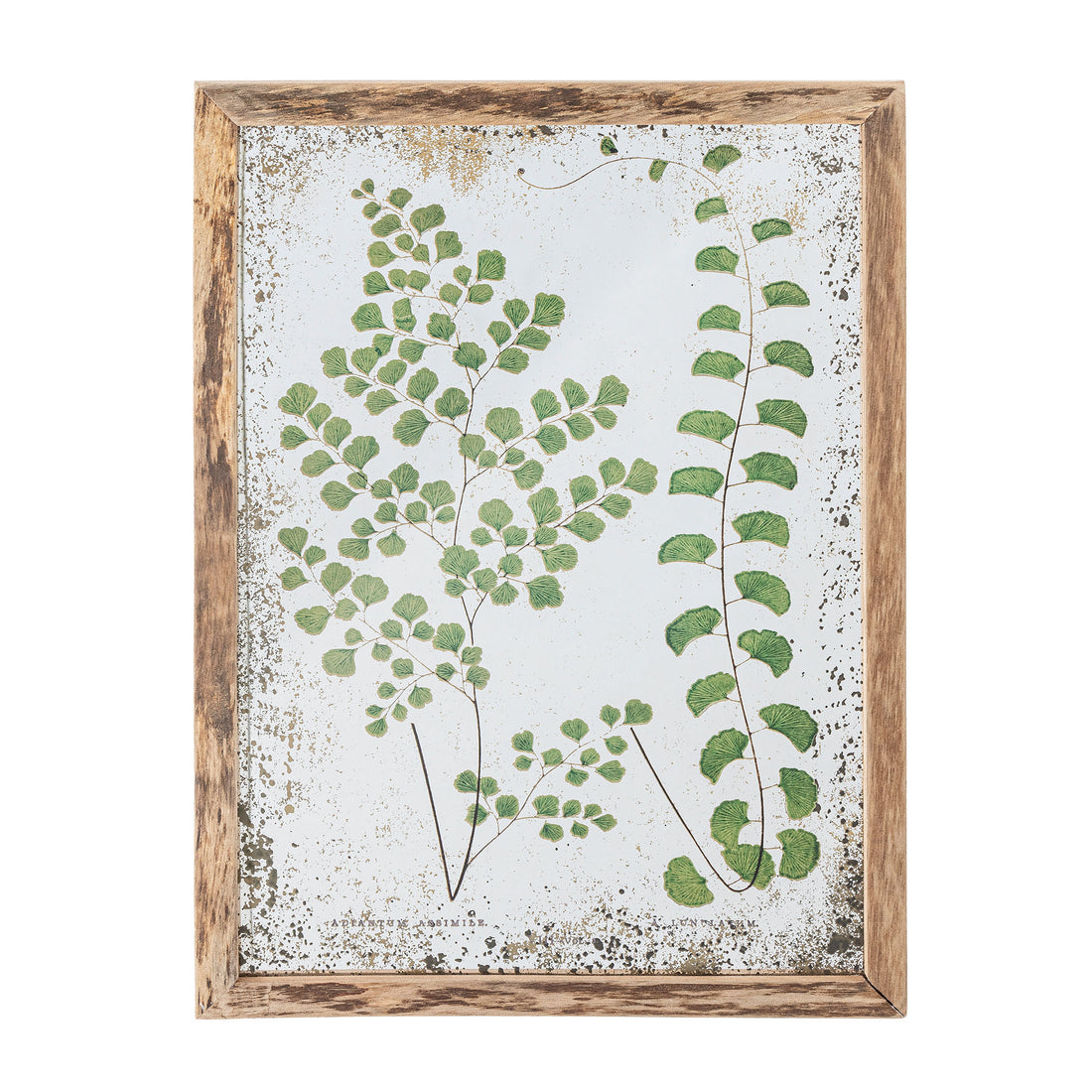 Creative Collection Tipper Illustration with Frame, Nature, Pine