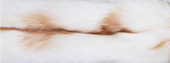 Carpet of Fox | Back of cashmere |  70x230 cm