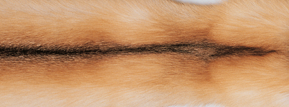 Plaid | Kashmir, fox | 130x200 cm