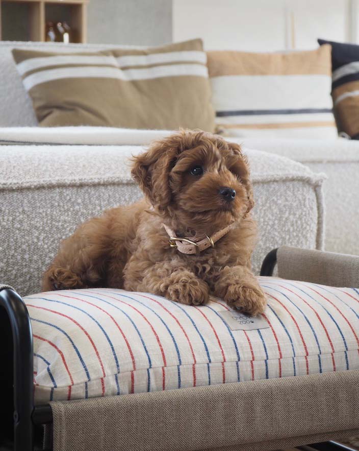 OYOY ZOO Milo Dog Bed - Medium